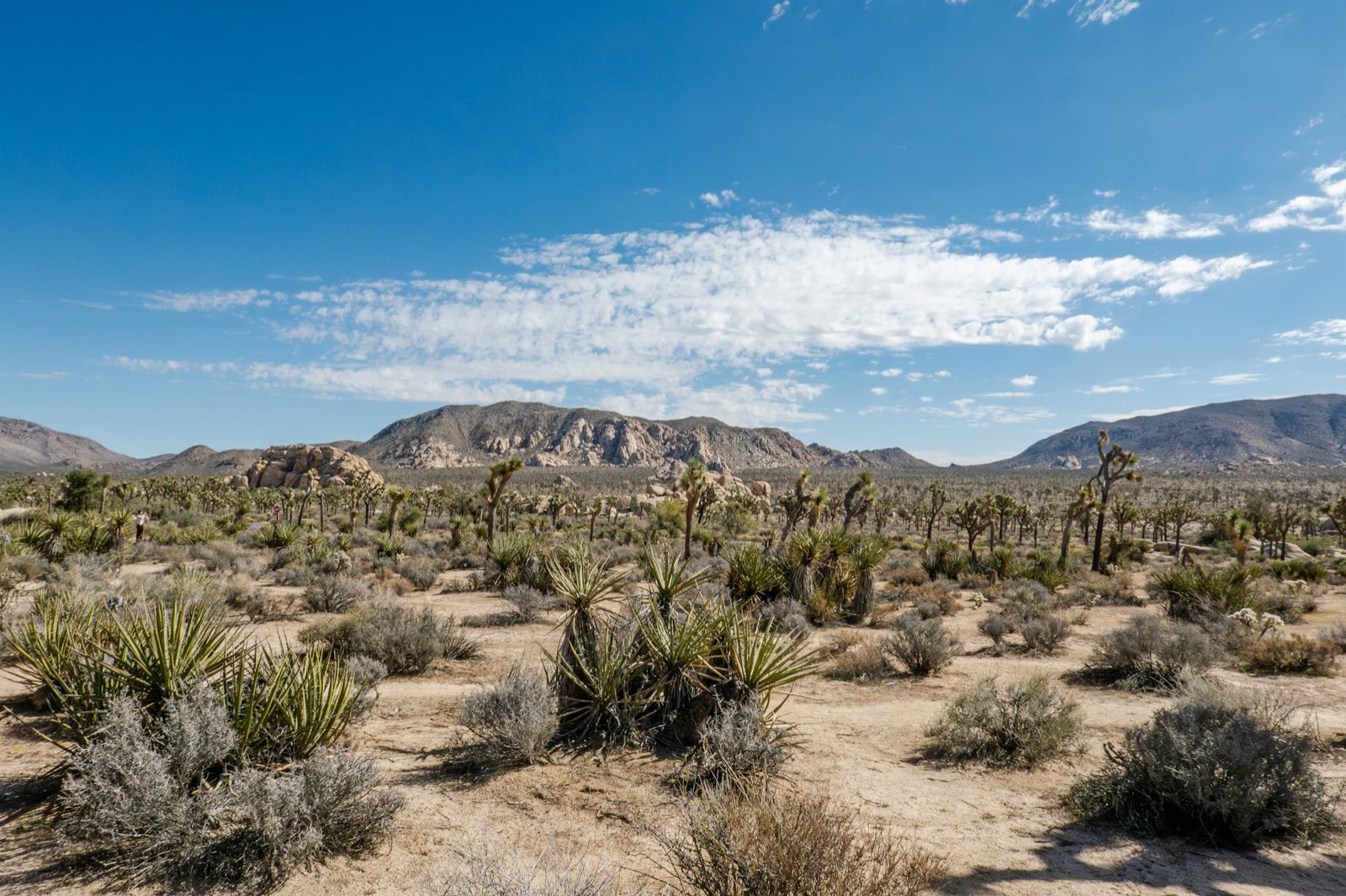 Joshua trees and yucca on open desert land beneath rocky mountains