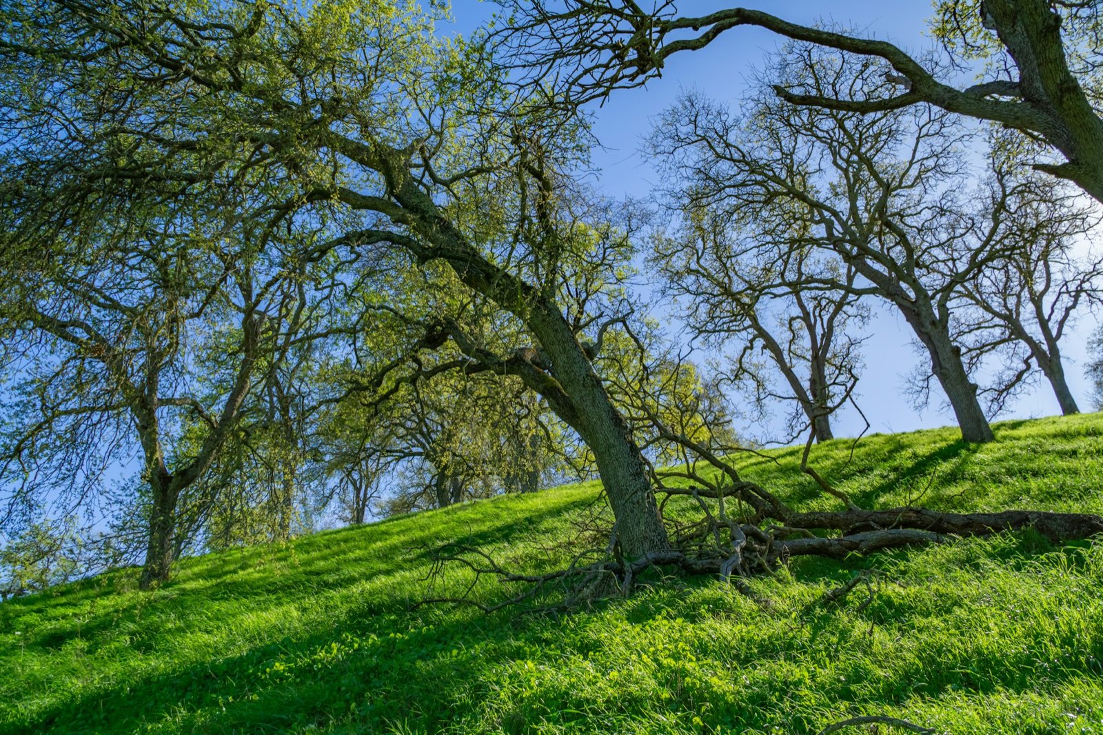 Valley oaks on a green hillside in spring