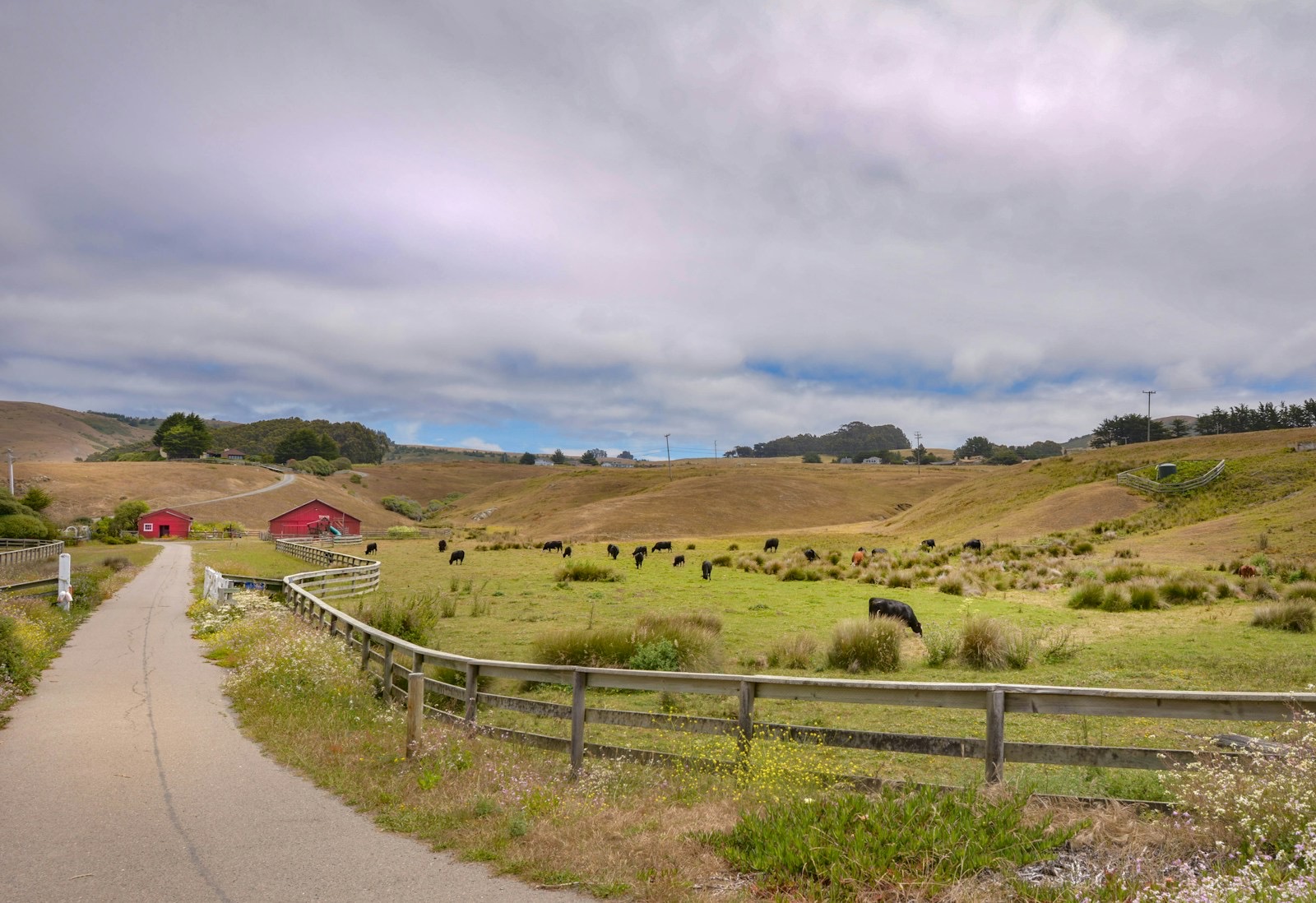 Cattle grazing on green pasture behind a wooden ranch fence, with a red barn on the hillside